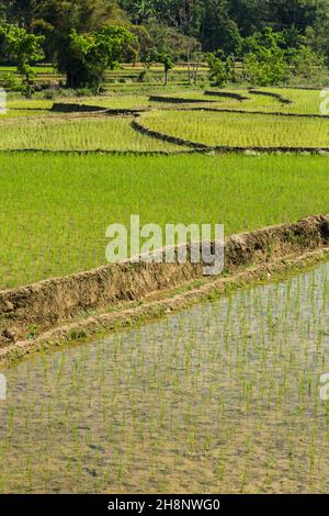 Neu angepflanzter Reis, der in terrassierten Reisfeldern in Zentral-Nepal wächst. Stockfoto