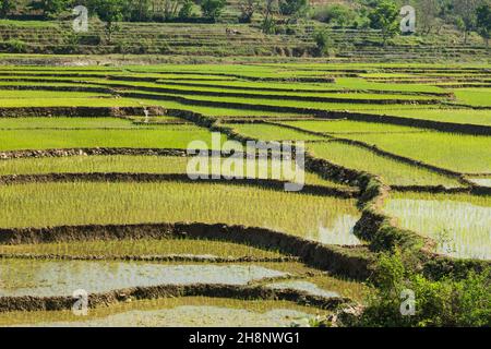 Neu angepflanzter Reis, der in terrassierten Reisfeldern in Zentral-Nepal wächst. Zwei Männer pflügen mit Ochsen auf einer Terrasse im Hintergrund. Stockfoto