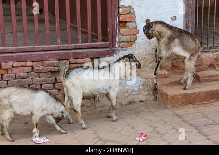 Zwei unreife billy Goats engagieren sich in Head-butting, um im Dorf Khokana in Nepal die Vorherrschaft zu erlangen. Stockfoto