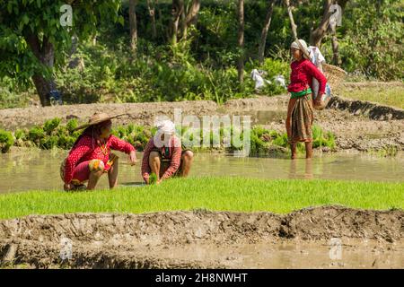 Drei nepalesische Frauen in traditioneller Kleidung sammeln Reiskeimlinge für die Transplantation. Nepal. Stockfoto