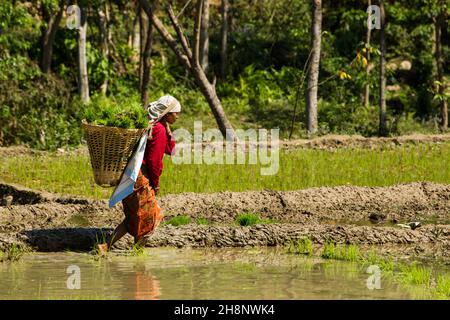 Eine nepalesische Frau in traditioneller Kleidung, die Reissämlinge zum Verpflanzen trägt. Nepal. Stockfoto