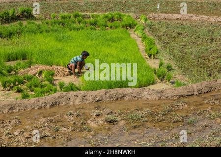 Ein nepalesischer Landwirt zieht Reissämlinge aus Klumpen, um sie in den überfluteten Reisfeldern in Nepal anzupflanzen. Stockfoto