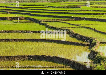 Neu angepflanzter Reis, der in terrassierten Reisfeldern in Zentral-Nepal wächst. Stockfoto