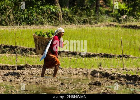 Eine nepalesische Frau in traditioneller Kleidung, die Reissämlinge zum Verpflanzen trägt. Nepal. Stockfoto