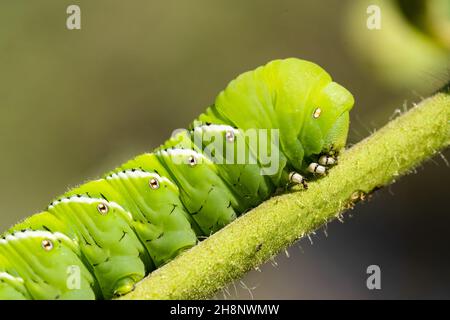 Detail des Kopfes und Thorax eines Tabakhornwurms, Manduca sexta, auf einer Tomatenpflanze in Utah. Stockfoto