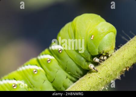 Detail des Kopfes und Thorax eines Tabakhornwurms, Manduca sexta, auf einer Tomatenpflanze in Utah. Stockfoto