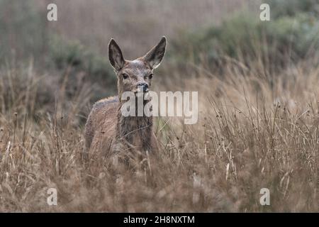 Rothirsch Weibchen im langen Gras Stockfoto