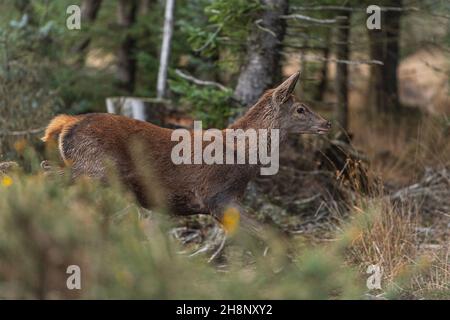 Rotwild-Weibchen, die im Wald weglaufen Stockfoto