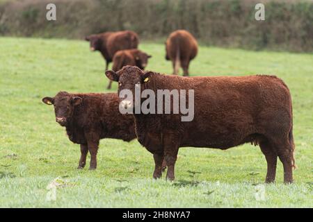 Rubyb Devon Kuh und Kalb Stockfoto