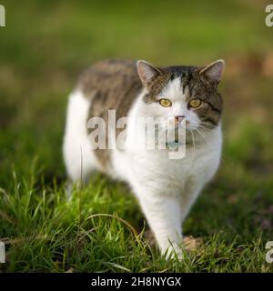 Schöne große dreifarbige Katze im Kragen gehen auf dem grünen Gras im Frühlingsgarten Stockfoto