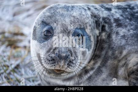 Die Kegelrobbe wird an beiden Ufern des Nordatlantiks gefunden. Es ist ein großes Siegel der Familie Phocidae, die allgemein als "wahr bezeichnet werden Stockfoto