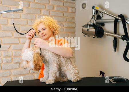 Porträt einer weiblichen Pflegerin, die vor dem Bürsten und der Schur am Tisch im Friseursalon eine Leine um den Hals eines lockigen Labradoodle-Hundes legt. Stockfoto