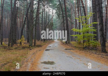 Morgens herbstliche Landschaft mit sandiger Hinterstraße durch Kiefernwald nach Regenzeit im Oblast Sumskaja, Ukraine Stockfoto