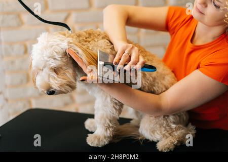 Zugeschnittenes Bild von weiblicher Groomerin, die die Ohren des gehorsamen lockigen Hundes Labradoodle mit Pinsel kämmt, um das Schneiden am Tisch im Friseursalon vorzubereiten. Stockfoto