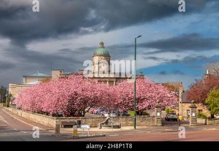 DR GRAY'S HOSPITAL ELGIN SCOTLAND DAS GEBÄUDE UND DAS AUTO PARK UMGEBEN VON KIRSCHBLÜTENBÄUMEN PRUNUS IM FRÜHJAHR Stockfoto