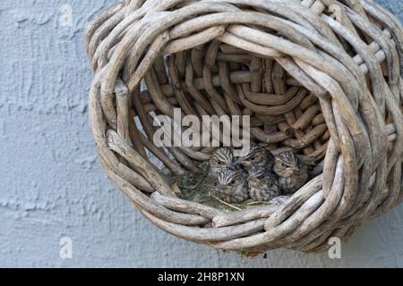 Grauschnäpper, Grau-Schnäpper brütet in einem alten Korb am Haus, Küken, Jungvögel, Nest, Muscicapa striata, Gefleckter Fliegenfänger, Nest, Küken, Küken, Stockfoto