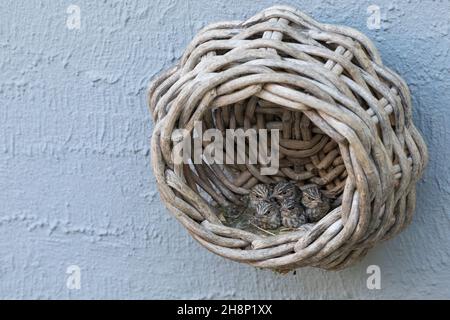 Grauschnäpper, Grau-Schnäpper brütet in einem alten Korb am Haus, Küken, Jungvögel, Nest, Muscicapa striata, Gefleckter Fliegenfänger, Nest, Küken, Küken, Stockfoto