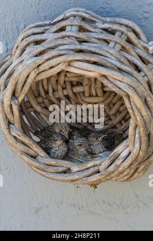 Grauschnäpper, Grau-Schnäpper brütet in einem alten Korb am Haus, Küken, Jungvögel, Nest, Muscicapa striata, Gefleckter Fliegenfänger, Nest, Küken, Küken, Stockfoto