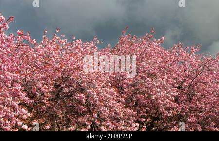ROSA KIRSCHBLÜTE PRUNUS BUNT IM FRÜHLING Stockfoto