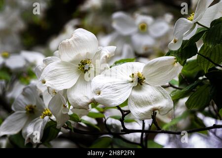 Nahaufnahme eines Blütenpaares auf dem blühenden Dogwood Tree (Cornus florida) im Missouri Botanical Garden. Grüne Blätter, mehr Blumen im Hintergrund. Stockfoto