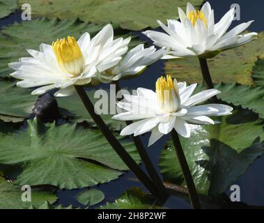 Weiße blühende Seerosen (Nymphaea-Arten) wachsen in einem Teich in der Nähe von Kuntaur. Kuntaur, Republik Gambia., Stockfoto