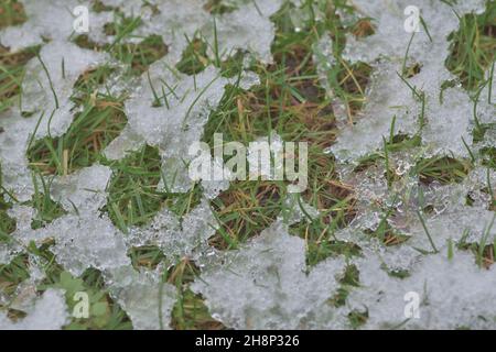 Grünes Gras unter Eis und Schnee an einem bewölkten Herbsttag. Winter. Stockfoto