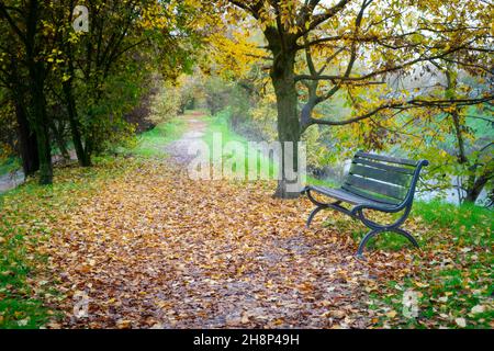 Italien, Lombardei, Crema, Parco del Serio, hölzerne Parkbank und Boden mit bunten Herbstblättern bedeckt Stockfoto