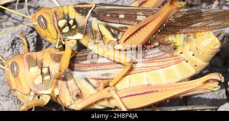 Paarungsheuschrecken (Schistocerca-Arten) am Rande eines Feldes, auf dem vor kurzem Erdnüsse geerntet wurden. . Kunda, Republik Gambia. Stockfoto