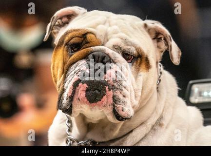 WASHINGTON, DC - 30. NOVEMBER: Das Maskottchen Jack aus Georgetown fährt während einer Auszeit während eines College-Basketballspiels zwischen den Georgetown Hoyas und herum Stockfoto