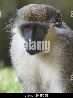 Porträt eines grünen Affen oder Kalbritzaffen (Chlorocebus sabaeus), auch als Sabaeus-Affe bekannt. Kotu, Republik Gambia. Stockfoto