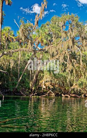 Flusslandschaft, goldenes Stundenlicht, Wasser, Reflexionen, Baum mit spanischem Moos drapiert, Natur, ruhig, friedlich, St. Johns River, Blue Spring State Park Stockfoto