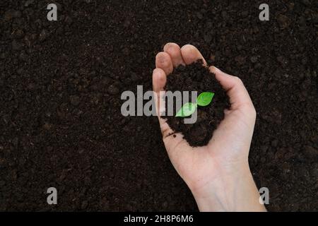 Weibliche Hand hält Boden mit einer jungen Pflanze wächst. Pflanzung von Setzlingen. Stockfoto