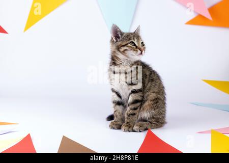 Kleines niedliches Kätzchen mit Partyhut und Party-Fahnen auf weißem Hintergrund. Bild von Geburtstag und Feiertag. Stockfoto