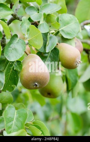 Birne „Beurre Hardy“. Pyrus communis 'Beurre Hardy'. Reife Früchte bereit für die Ernte auf dem Baum. Französische Dessertbirne Stockfoto