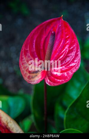 Eine blühende flamingo Blume hebt den Blick in die Natur auf der Insel Stockfoto