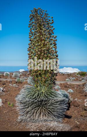 Ein silbernes Schwert in Farbe und hat weiche abgerundete Blätter Werk in Haleakala National Park Stockfoto