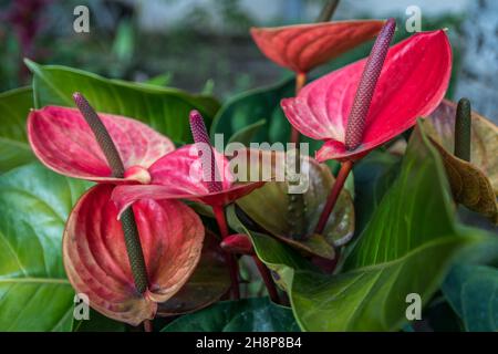 Eine blühende flamingo Blume hebt den Blick in die Natur auf der Insel Stockfoto