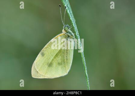 Großer weißer, auch Kohlschmetterling genannt, mit Wassertropfen auf den Flügeln. Auf einem Grashalm sitzend. Am Morgen Tau. Gattung Pieris brassicae. Stockfoto