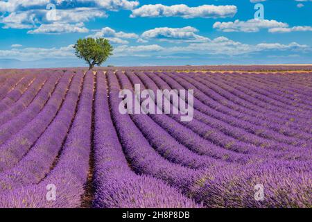 Sonnige Panoramalandschaft mit Lavendelfeldern in der Nähe von Valensole Provence, Frankreich. Atemberaubende Naturlandschaft mit Lavendelfeld unter blauem bewölktem Himmel Stockfoto