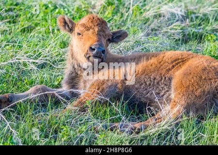 Baby Bison streift auf der grünen Weide des Parks herum Stockfoto