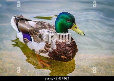 Männchen von wilder Stockente, die auf dem Wasser schwimmt Stockfoto