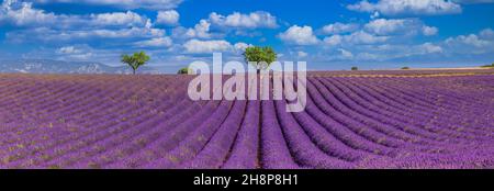 Sonnige Panoramalandschaft mit Lavendelfeldern in der Nähe von Valensole Provence, Frankreich. Atemberaubende Naturlandschaft mit Lavendelfeld unter blauem bewölktem Himmel Stockfoto