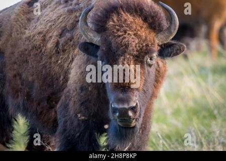 Auf der grünen Weide des Parks umherstreiften Büffel Stockfoto