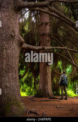 Ein Mann steht in einem Herbstpark neben einem großen Baum und schaut nach oben Stockfoto