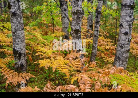 Kiefernwald mit einem Bracken Farn Unterholz, Algonquin Provincial Park, Ontario, Kanada Stockfoto