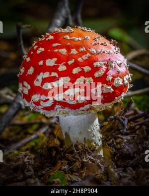 Fliegenpilz-Fliegenpilz Stockfoto