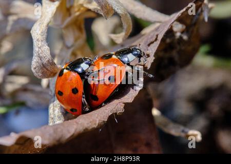 Ein Paar Seven Spot Marienkäfer, die sich paaren Stockfoto