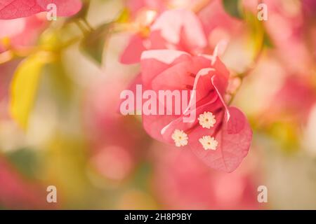 Rosa Bougainvillea Blume. Nahaufnahme von schönen rosa Bougainvillea Blumen. Helle, fuchsiafarbene Blütenblätter verschwommen Bokeh und natürlicher Hintergrund Stockfoto