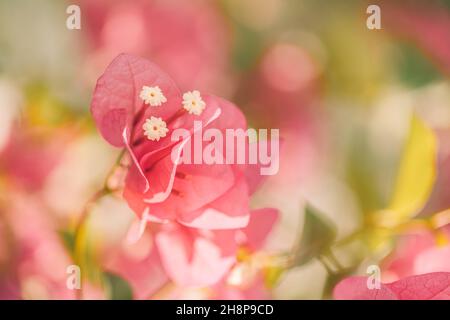 Rosa Bougainvillea Blume. Nahaufnahme von schönen rosa Bougainvillea Blumen. Helle, fuchsiafarbene Blütenblätter verschwommen Bokeh und natürlicher Hintergrund Stockfoto