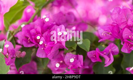Rosa Bougainvillea Blume. Nahaufnahme von schönen rosa Bougainvillea Blumen. Helle, fuchsiafarbene Blütenblätter verschwommen Bokeh und natürlicher Hintergrund Stockfoto